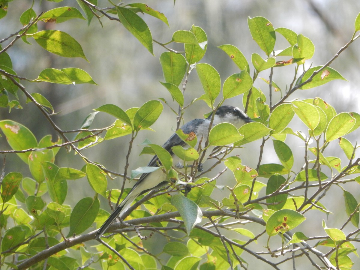 Ashy Minivet - ML652746078