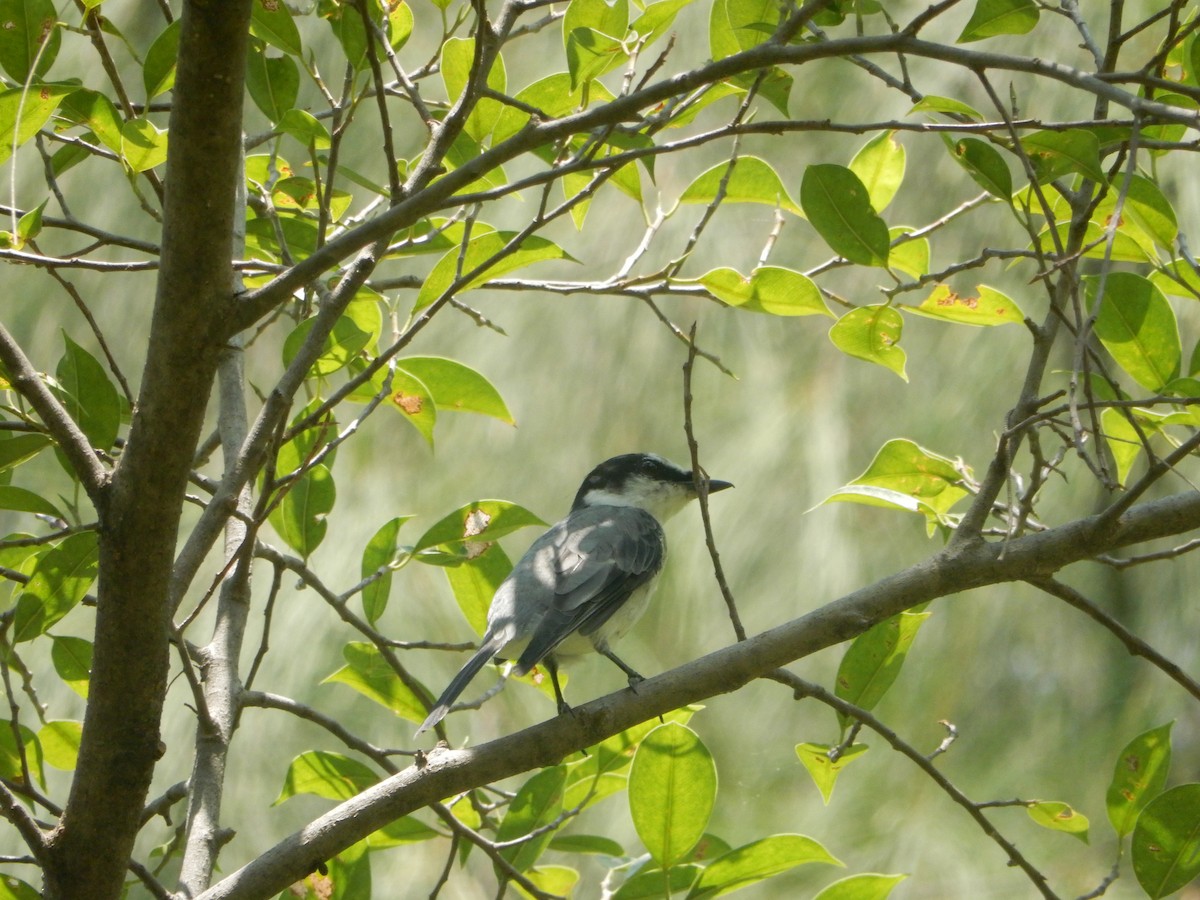 Ashy Minivet - ML652746079