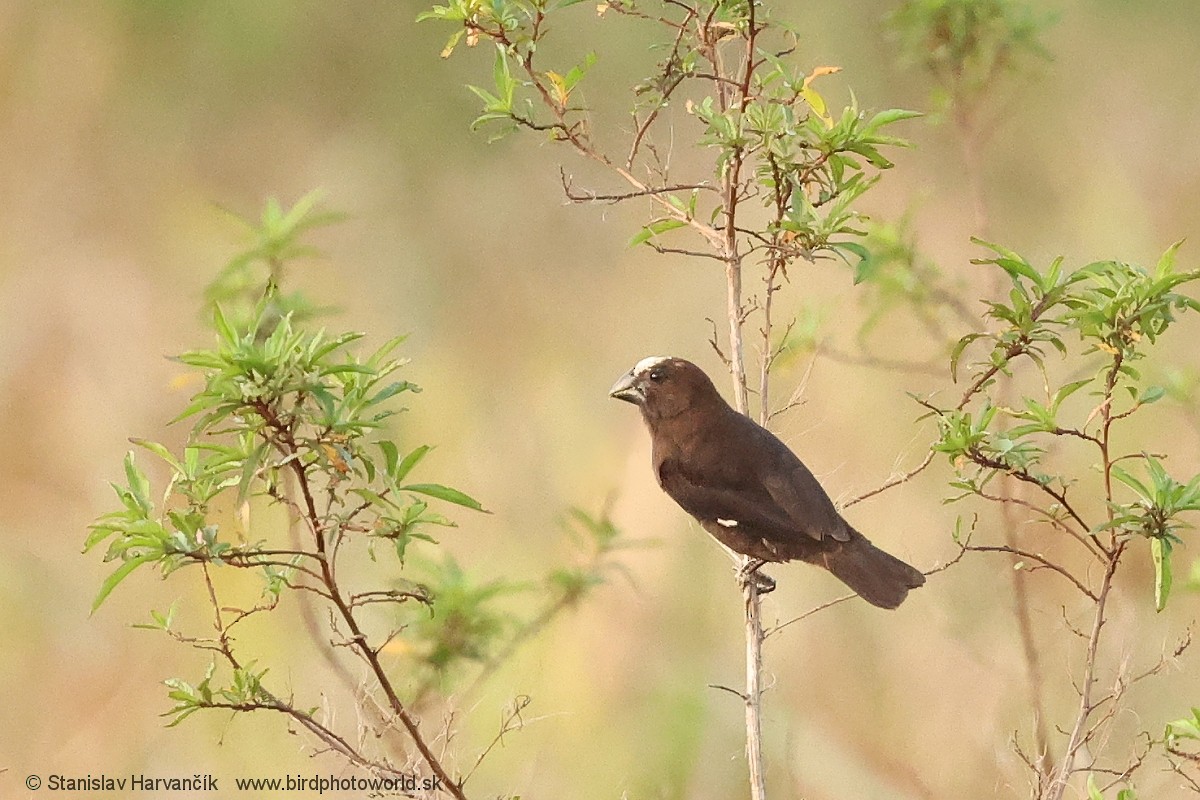 tykknebbvever - ML652746127