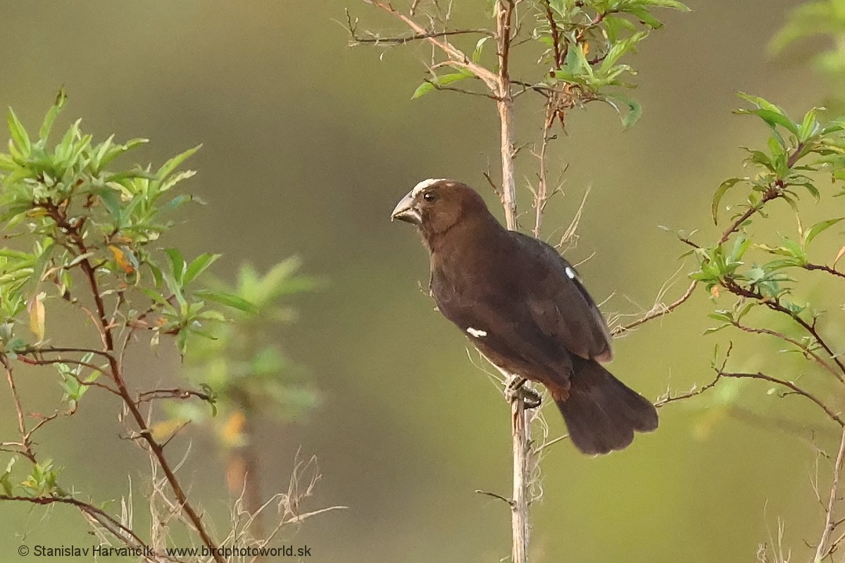 tykknebbvever - ML652746128