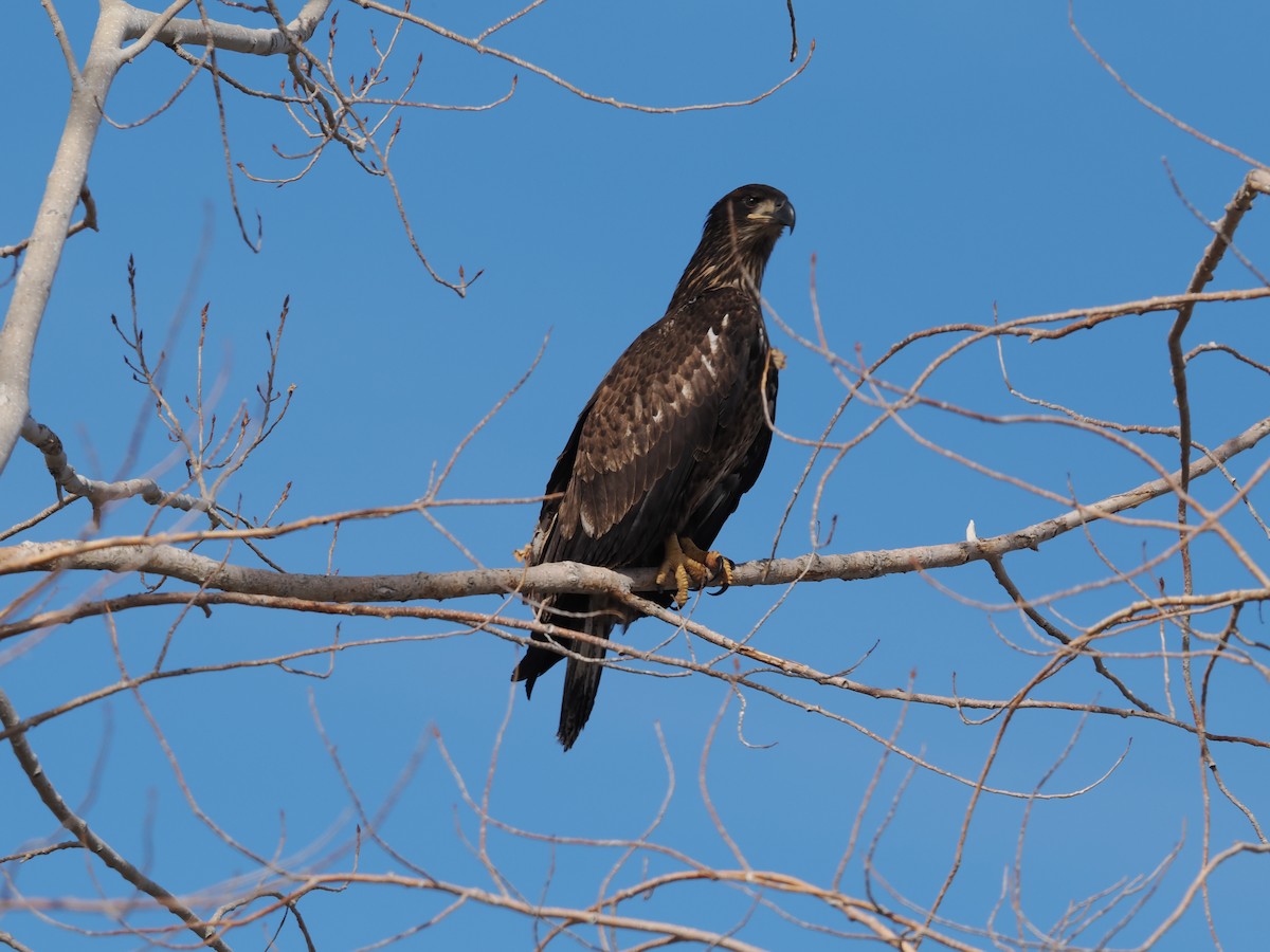 orel bělohlavý - ML652746135