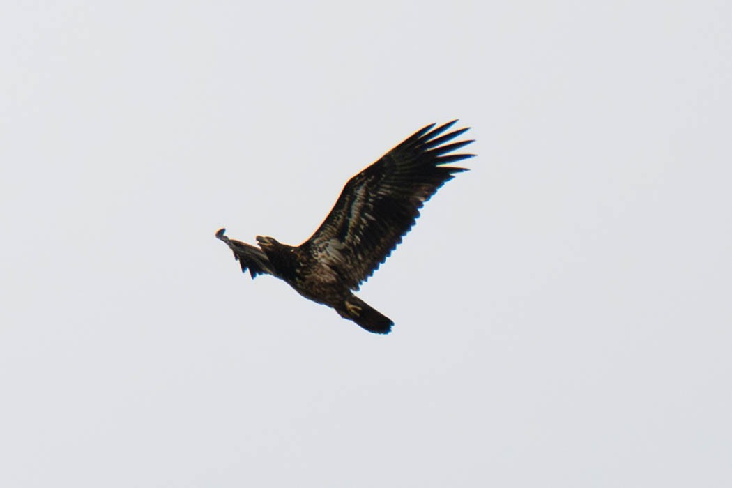 orel bělohlavý - ML652746157