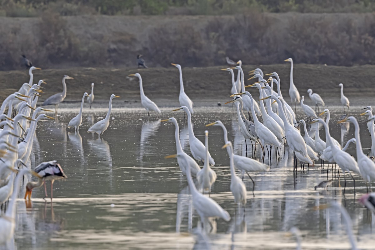 Koartza zuria - ML652746228