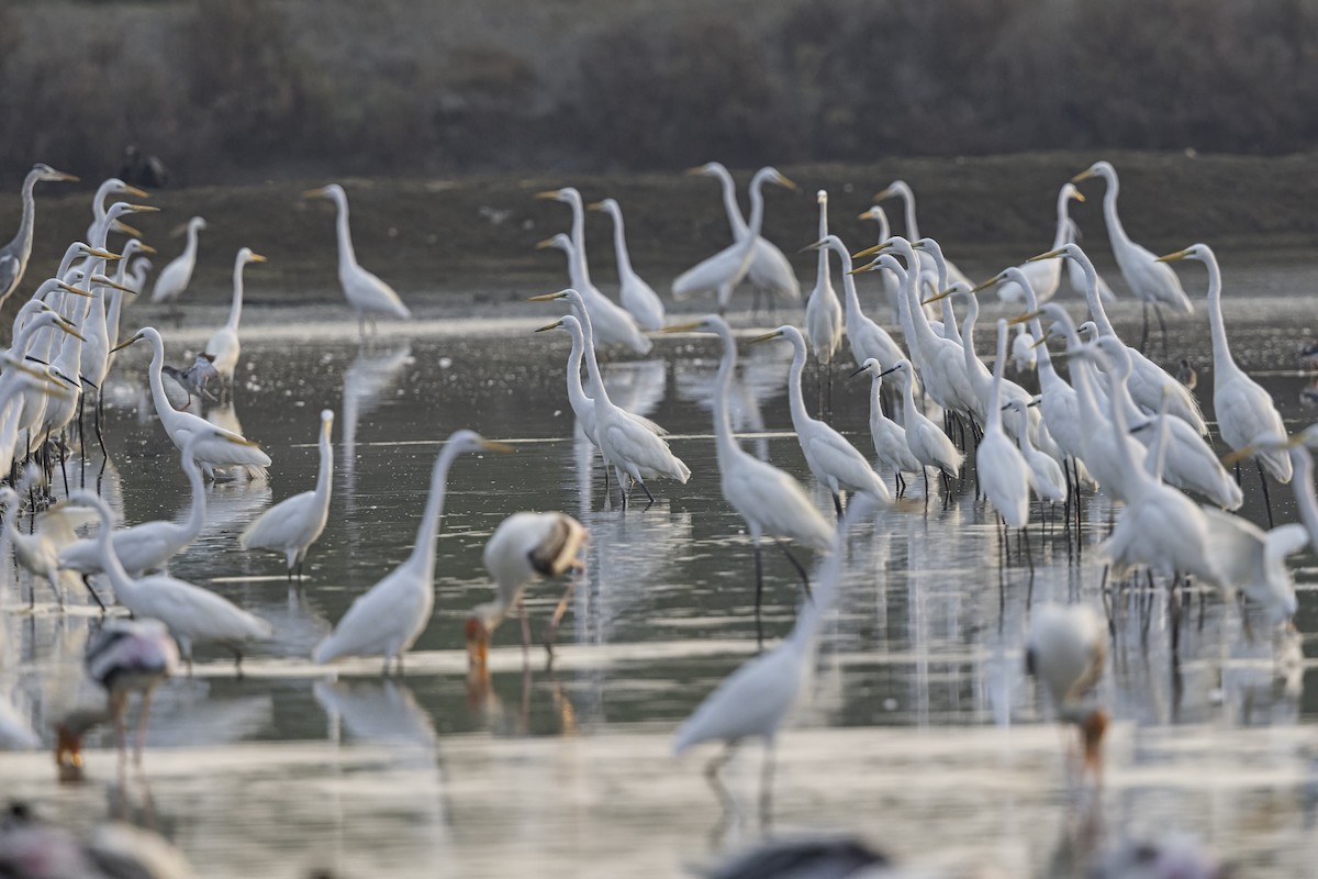 Koartza zuria - ML652746229