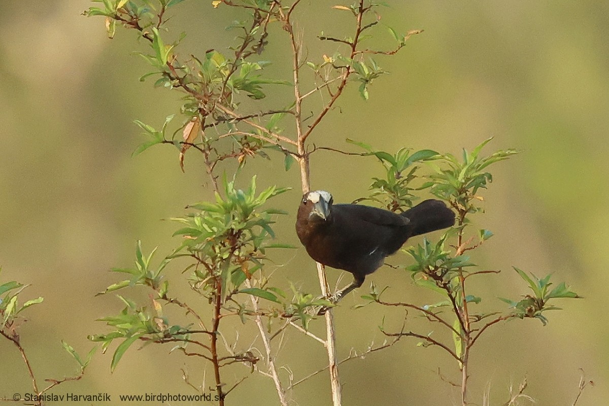 tykknebbvever - ML652746260