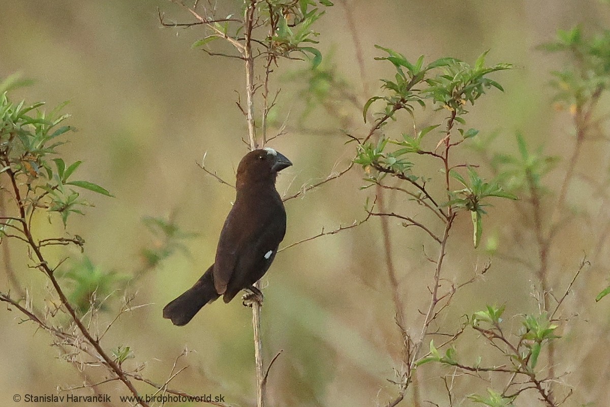 tykknebbvever - ML652746261