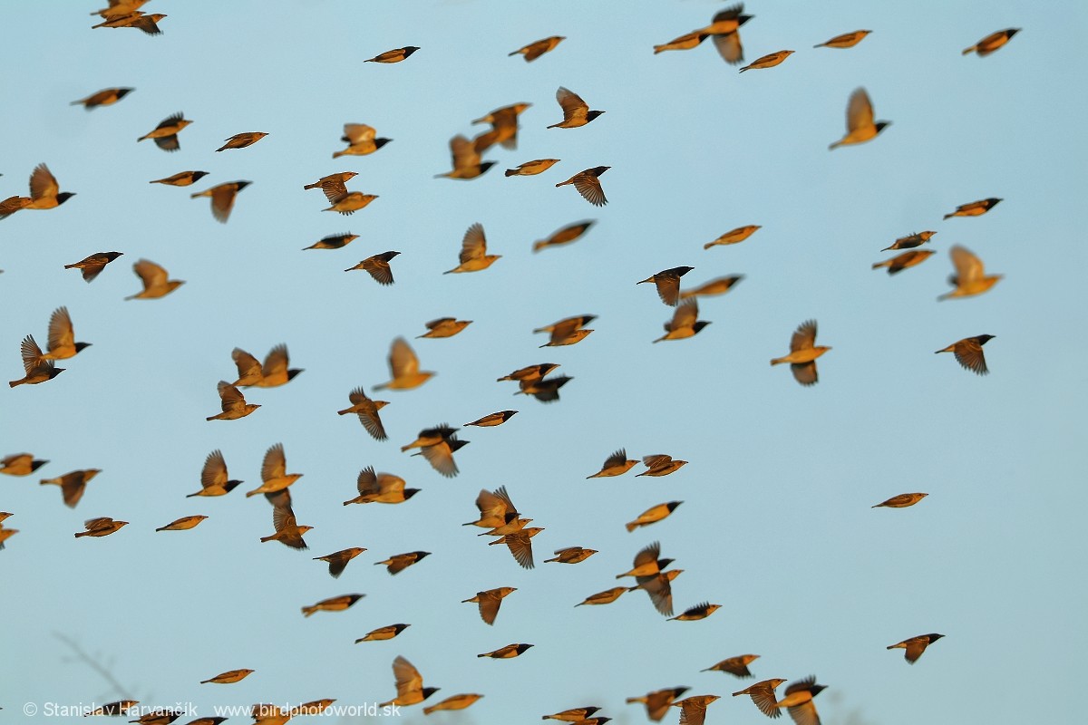 Береговой ткач - ML652746328