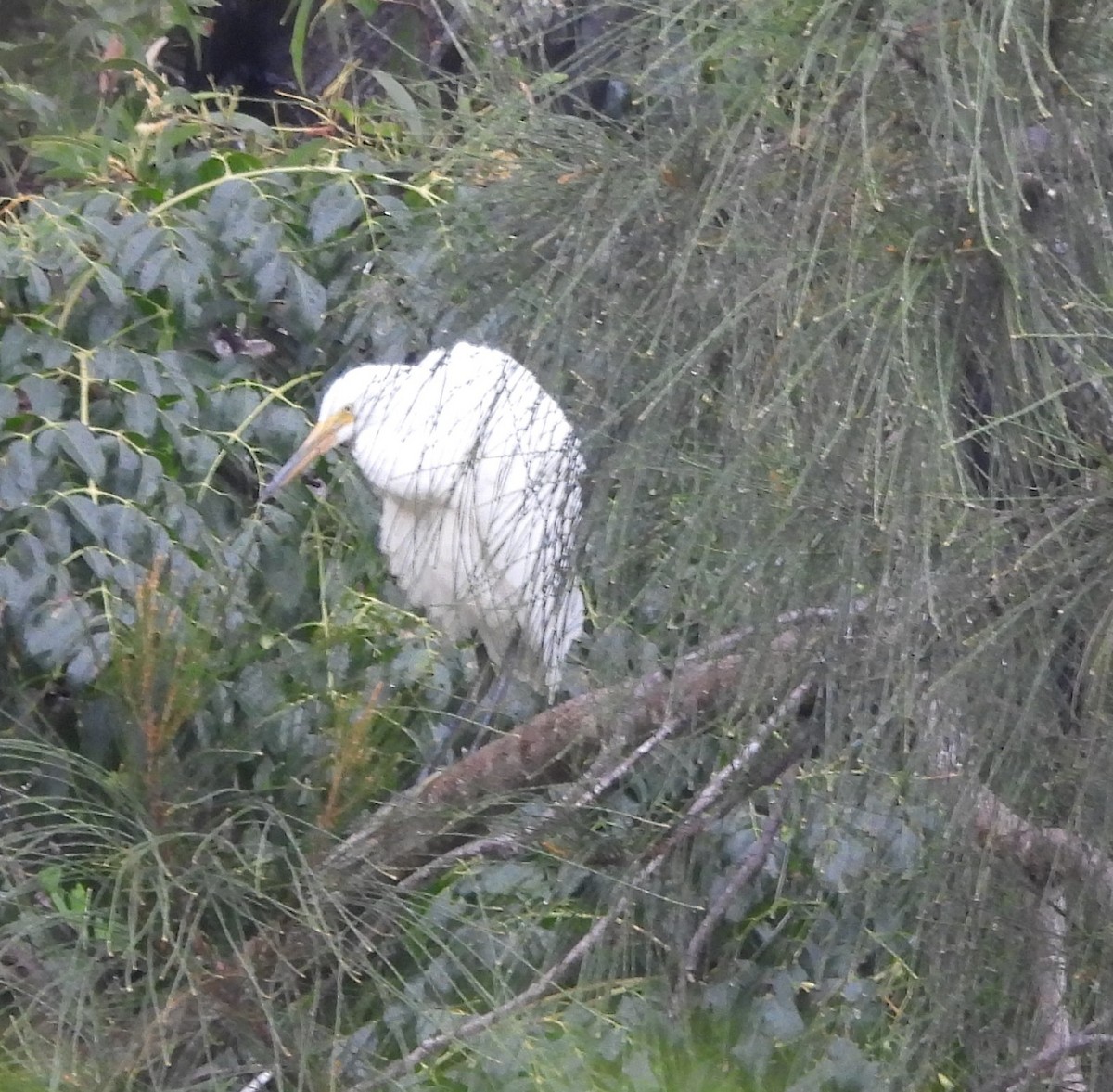 Koartza zuria - ML652746365