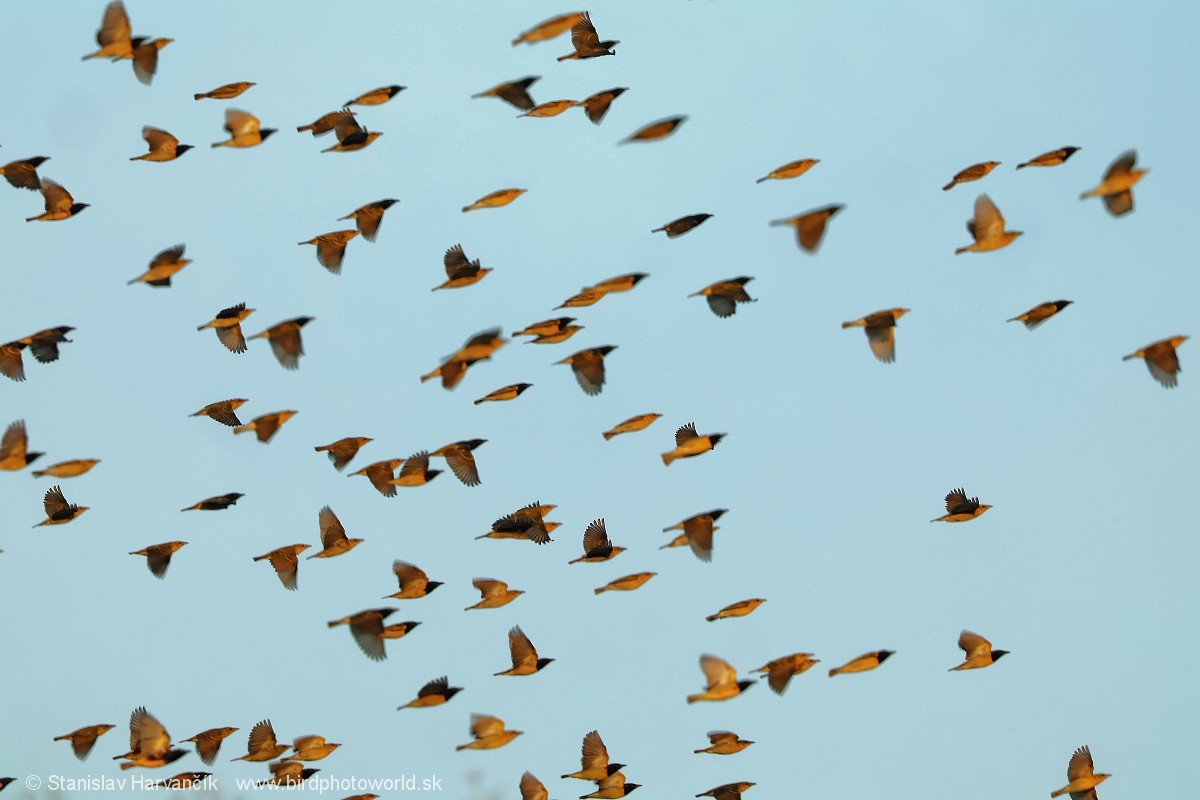 Береговой ткач - ML652746367