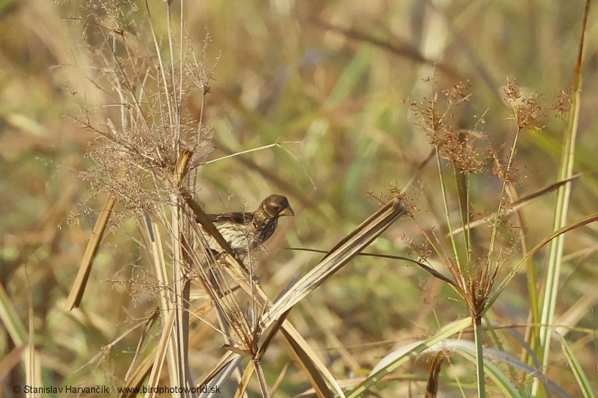 tykknebbvever - ML652746461