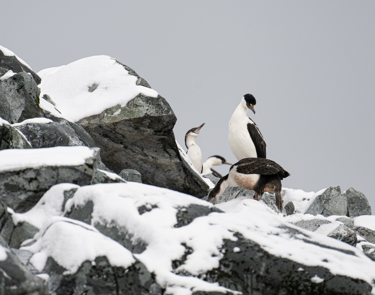 Imperial Cormorant - ML652746540