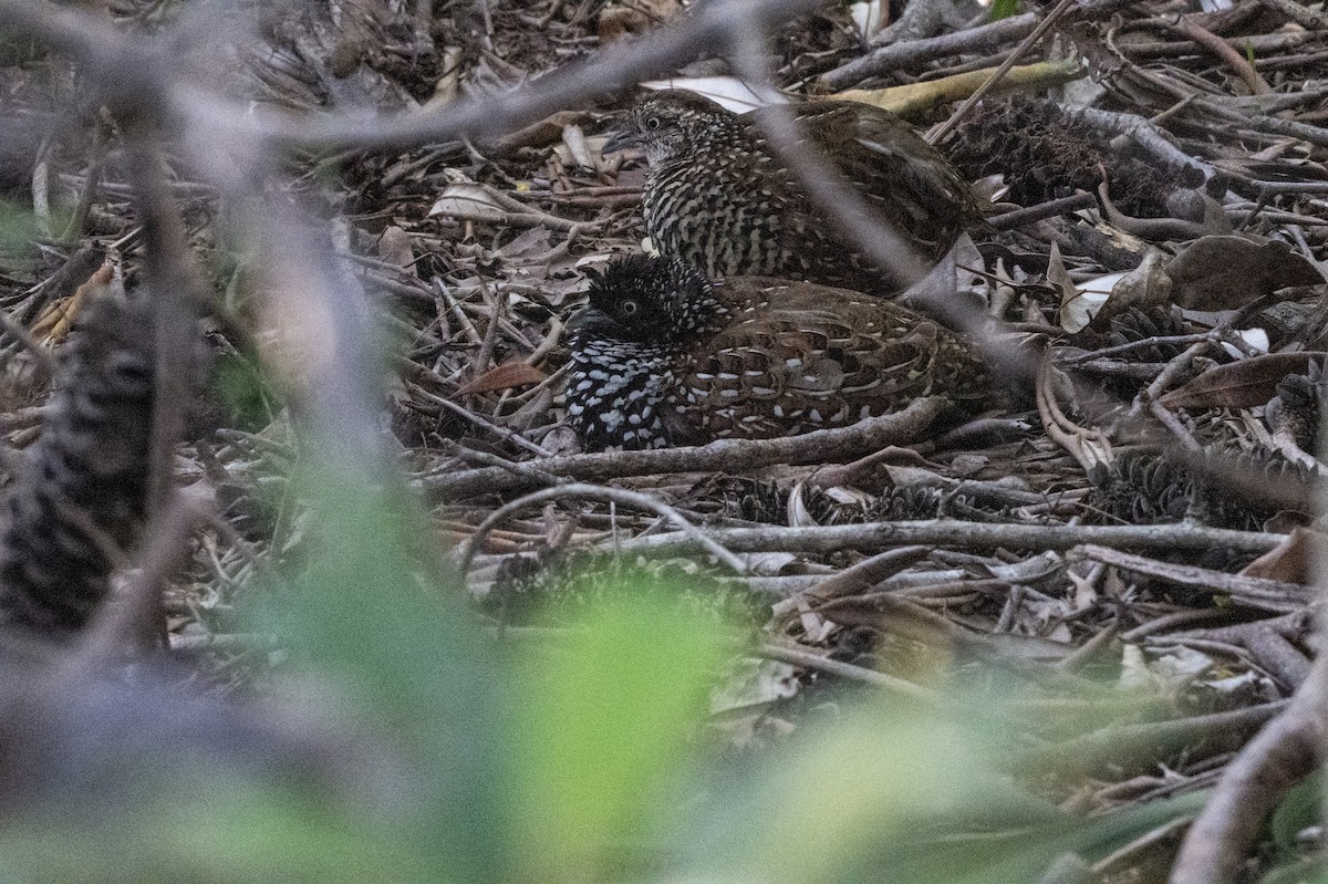Black-breasted Buttonquail - ML652746577