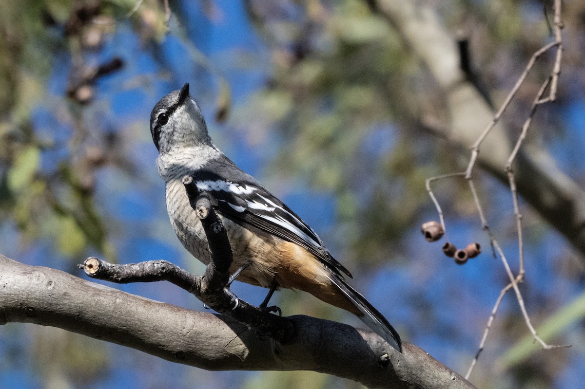 Varied Triller - ML652746625