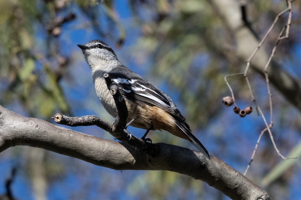 Varied Triller - ML652746627