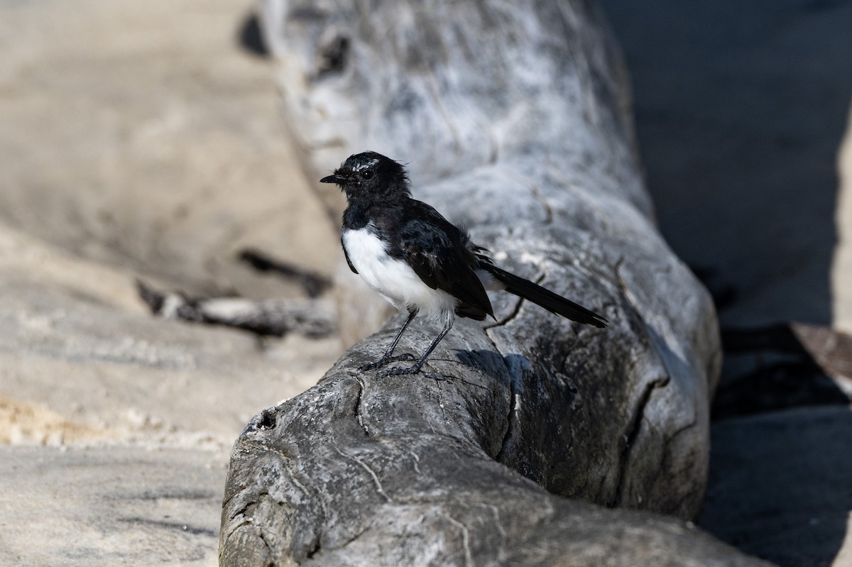 Willie-wagtail - ML652746636
