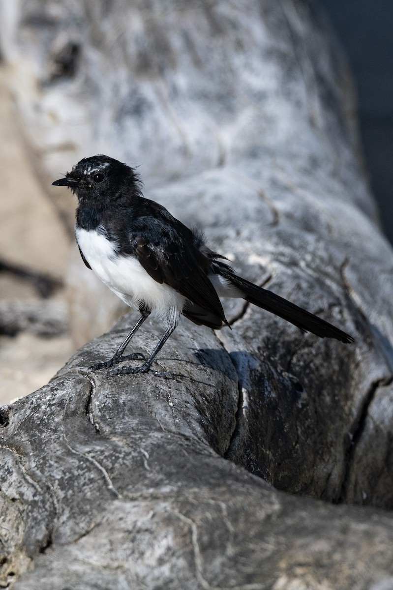 Willie-wagtail - ML652746640