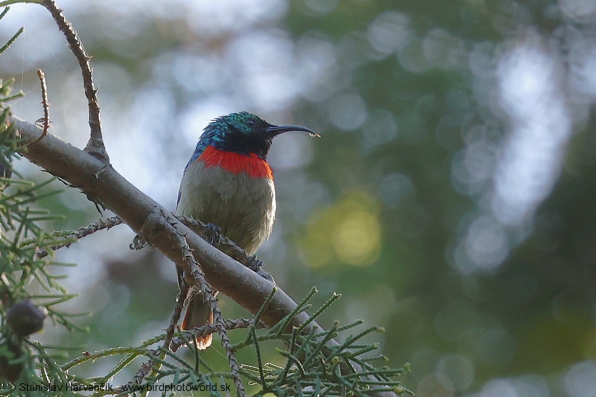 Узамбарская нектарница - ML652746673