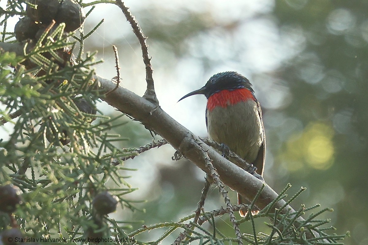 Узамбарская нектарница - ML652746905
