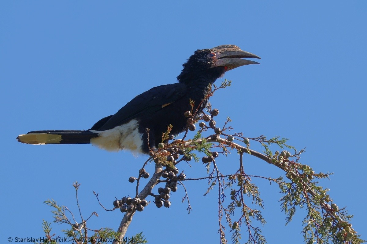 Серебристощёкий шлеморог - ML652746949