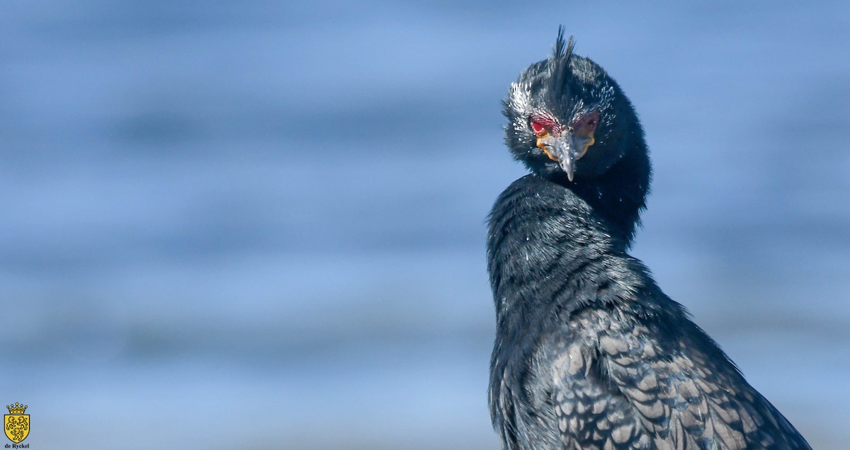 Cormoran couronné - ML652746970