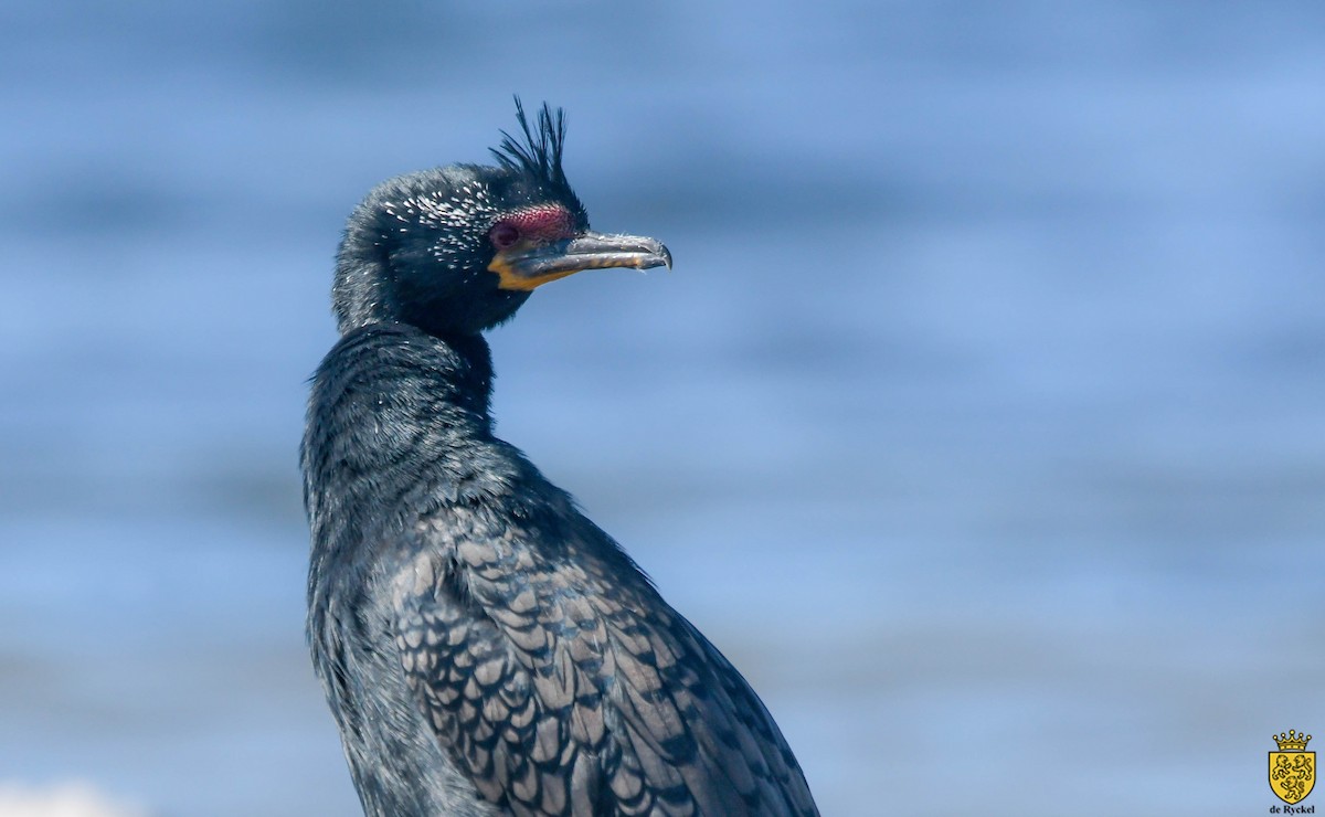 Cormoran couronné - ML652746971