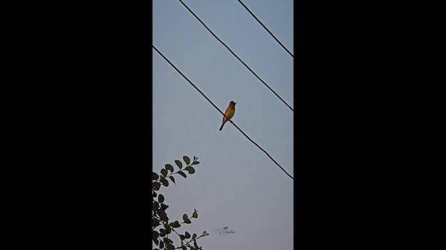 Red-headed Bunting - ML652747406
