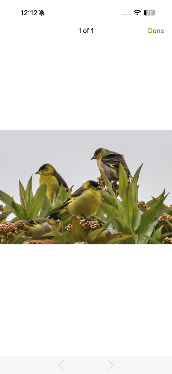 Andean Siskin - ML652747426