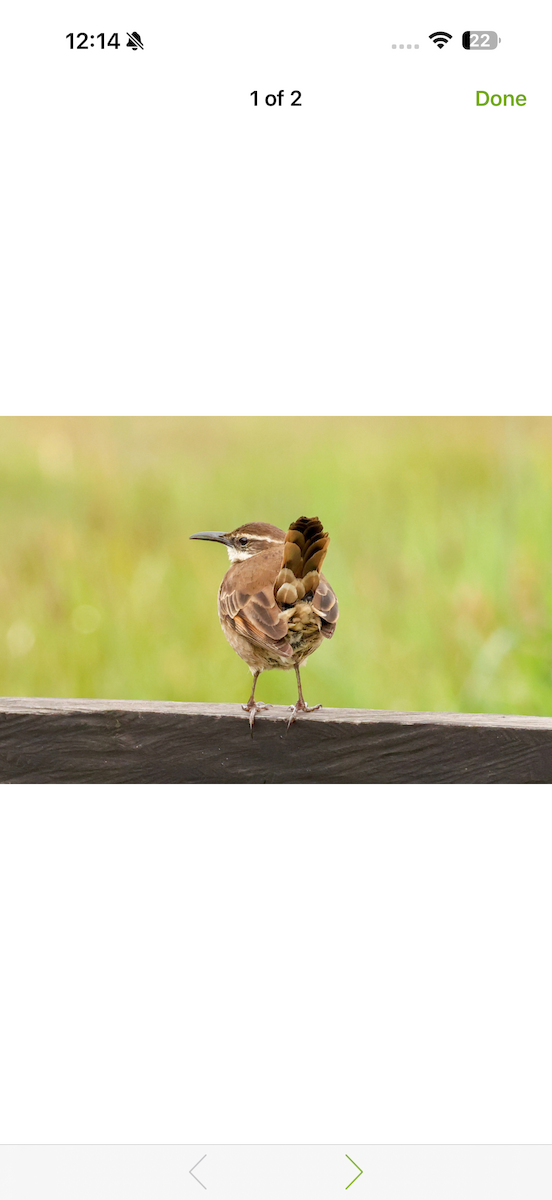 Stout-billed Cinclodes - ML652747438