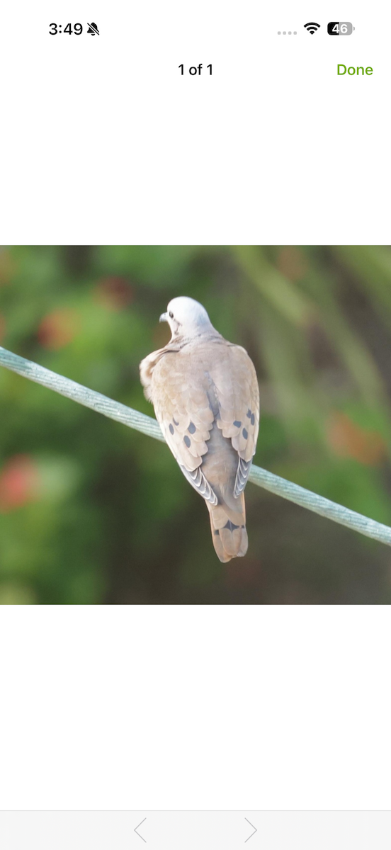 Eared Dove - ML652747479