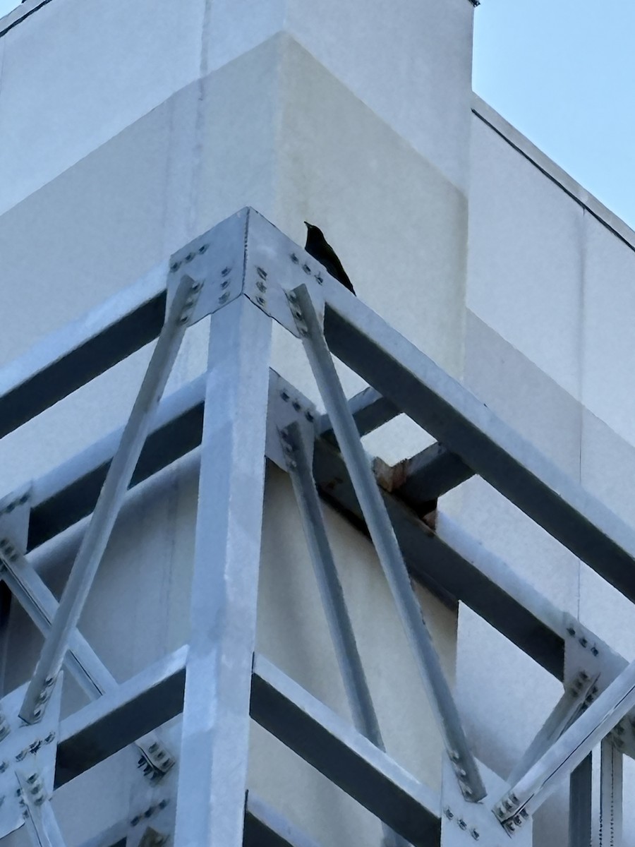 Fish Crow - ML652747581