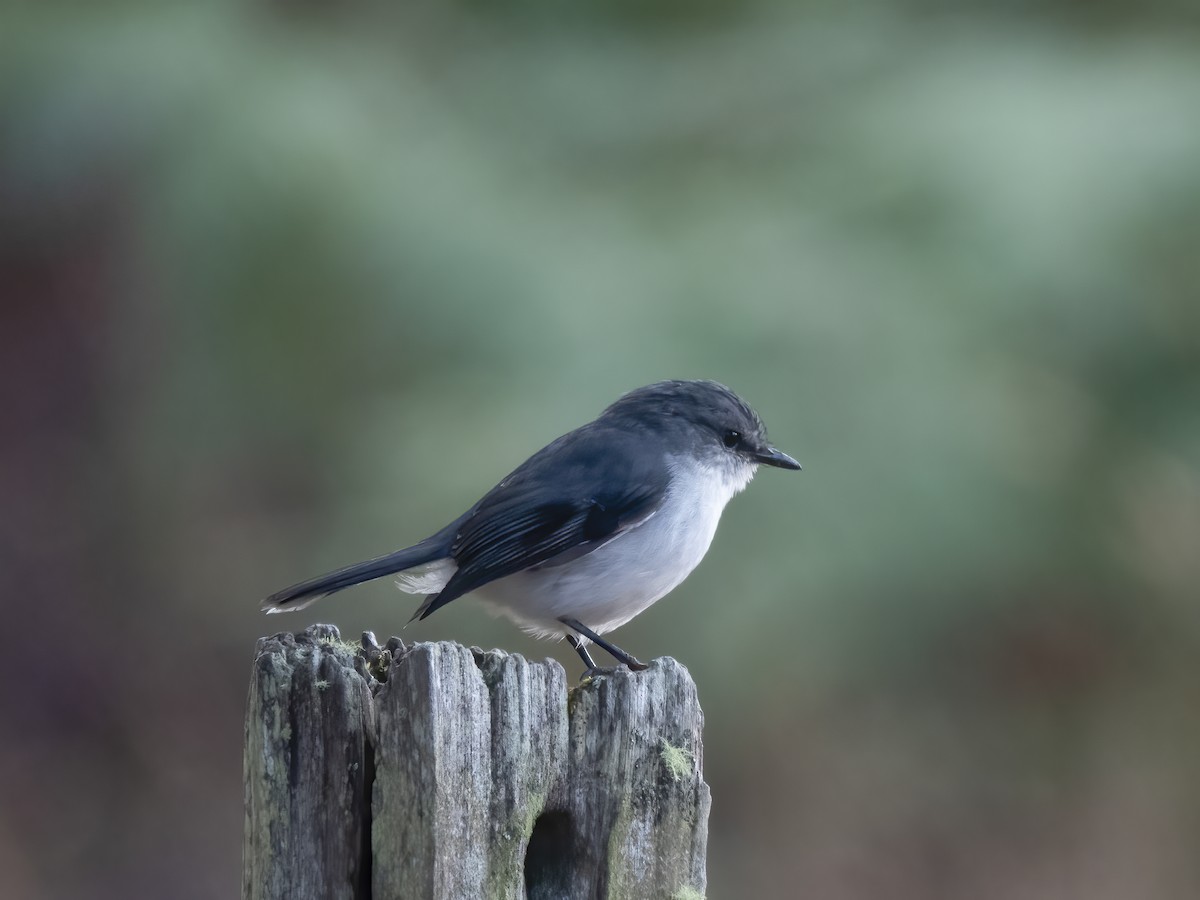 Petroica Pechiblanca - ML652747615