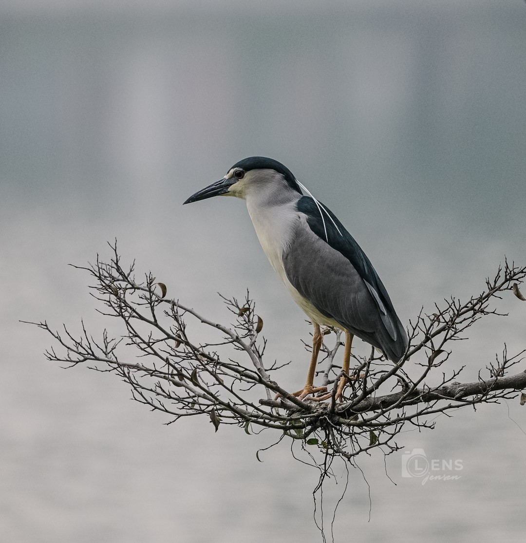 夜鷺 - ML652747616