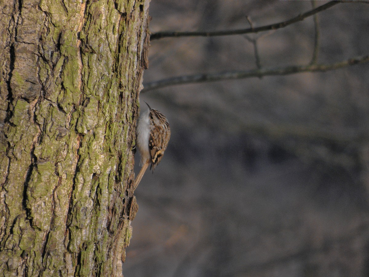 Agateador Euroasiático - ML652747617