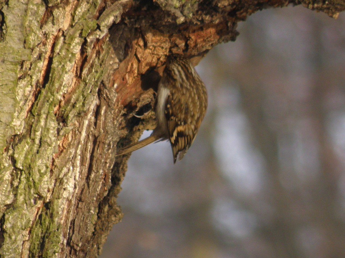 Agateador Euroasiático - ML652747618