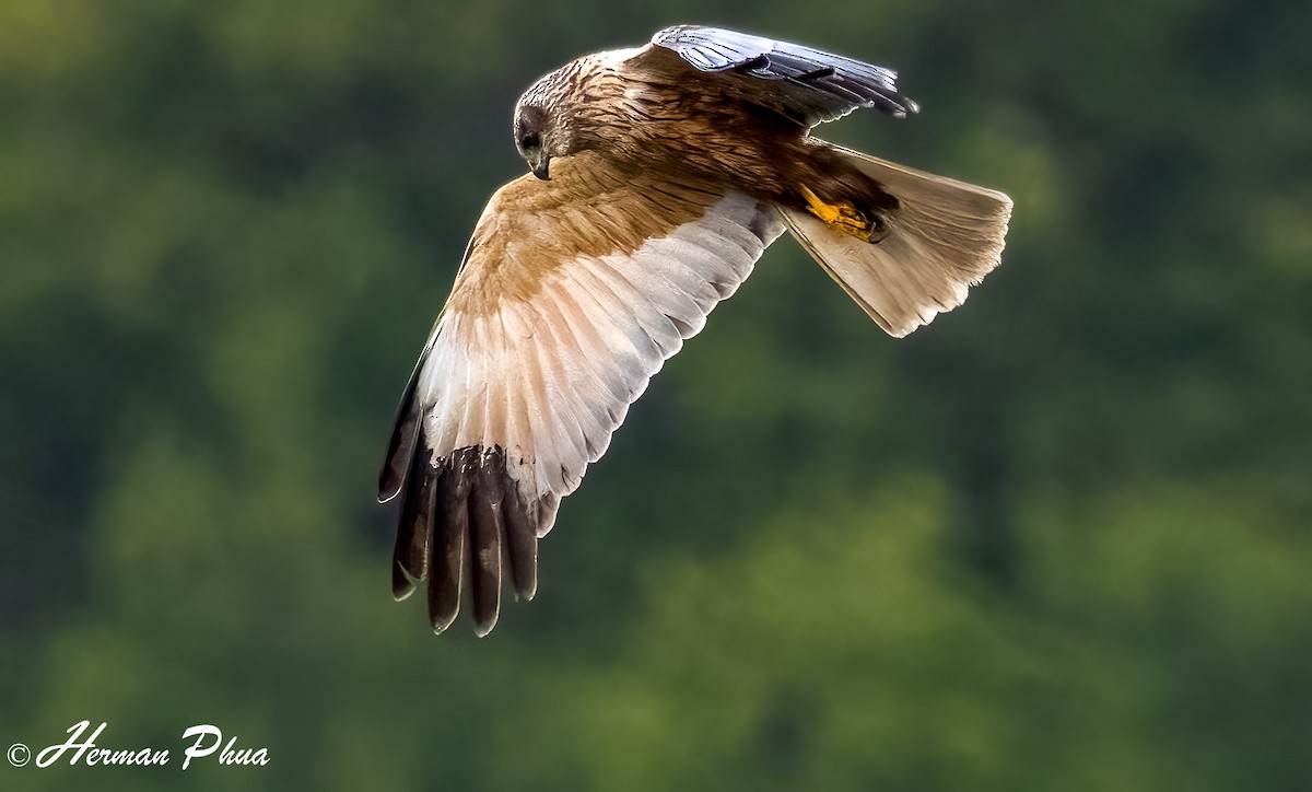 Aguilucho Lagunero Occidental - ML652747619