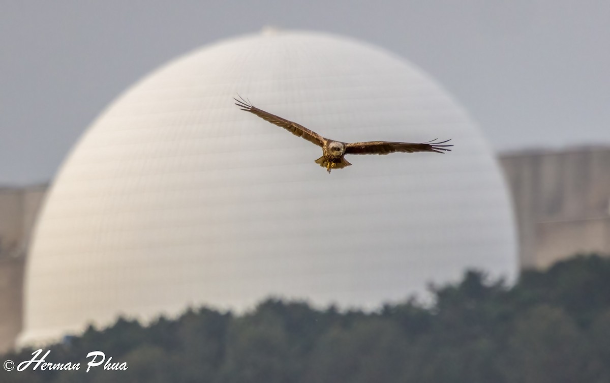 Aguilucho Lagunero Occidental - ML652747620