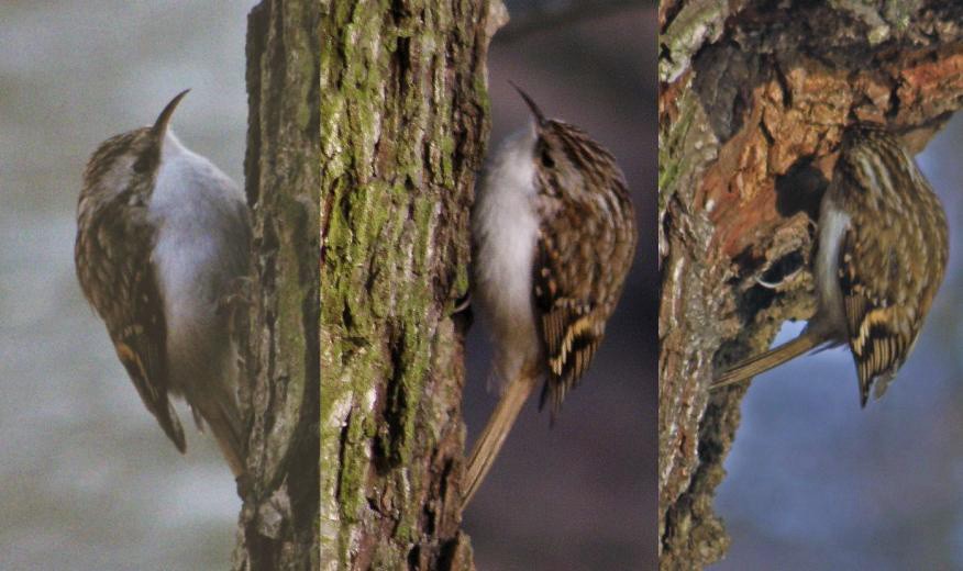 Agateador Euroasiático - ML652747621