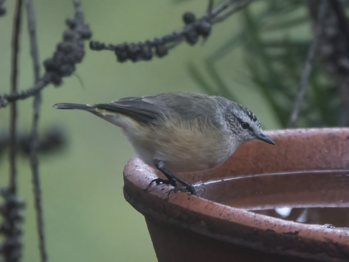 Acantiza Culigualda - ML652747622