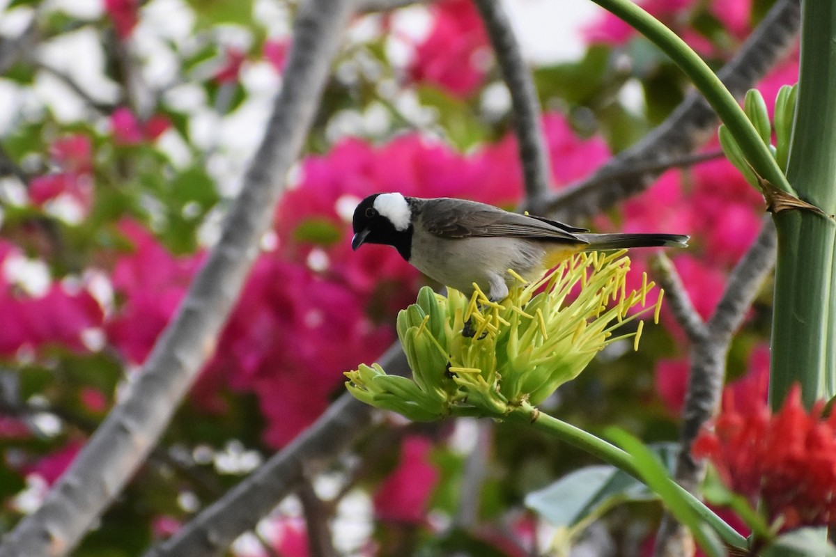 Bulbul Orejiblanco - ML652747623