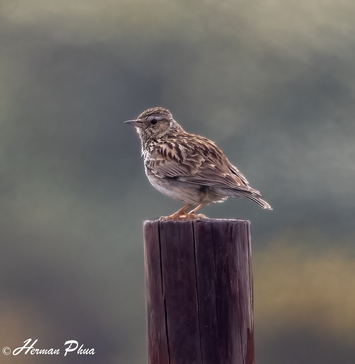 Alondra Totovía - ML652747624