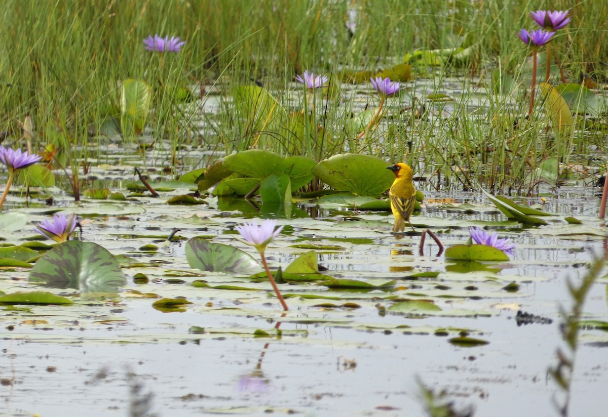Tejedor Gorjipardo Norteño - ML652747625