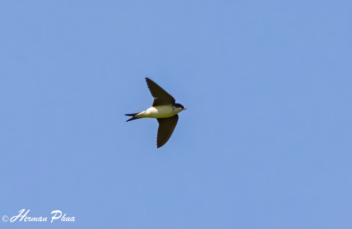 Avión Común Occidental - ML652747626