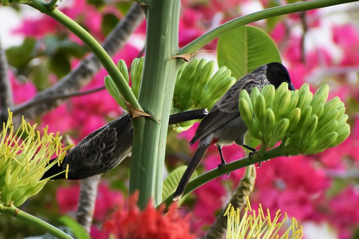 Bulbul Cafre - ML652747627