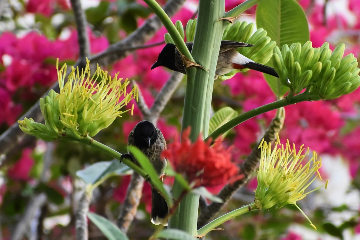 Bulbul Cafre - ML652747628