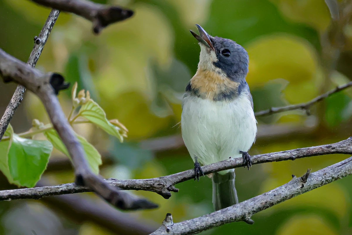 Monarca Plomizo - ML652747629