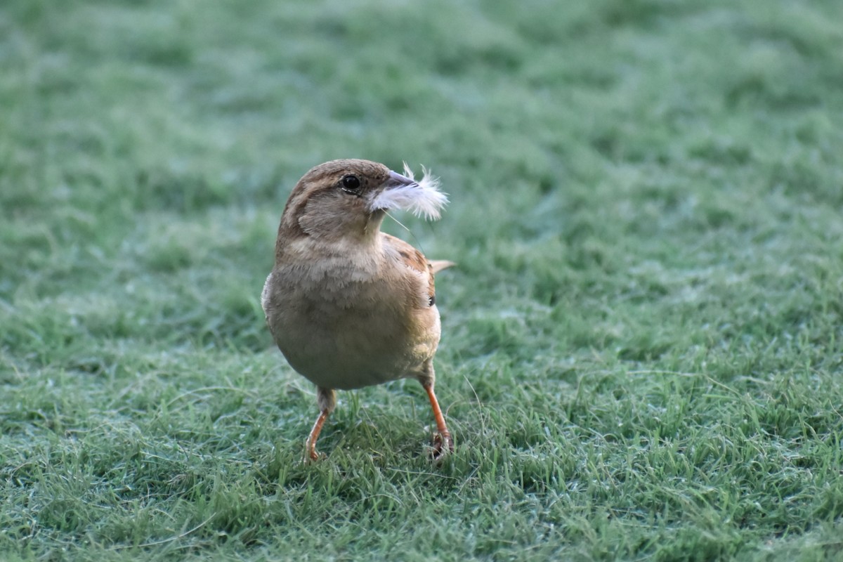 Gorrión Común - ML652747630