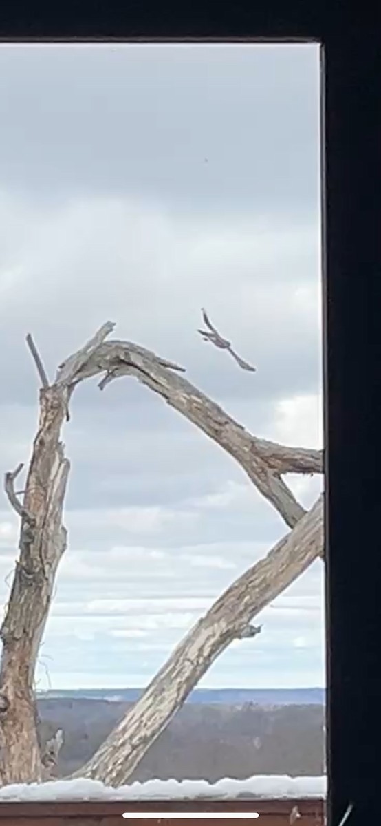 Esmerejón - ML652747631