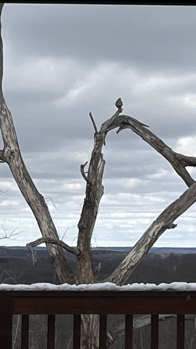 Esmerejón - ML652747632