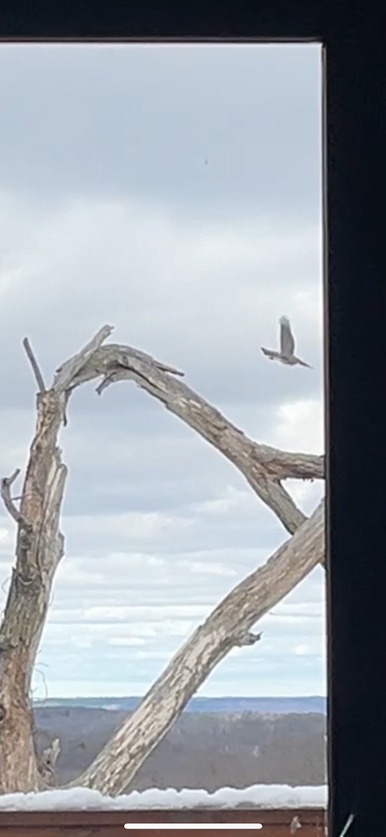 Esmerejón - ML652747633