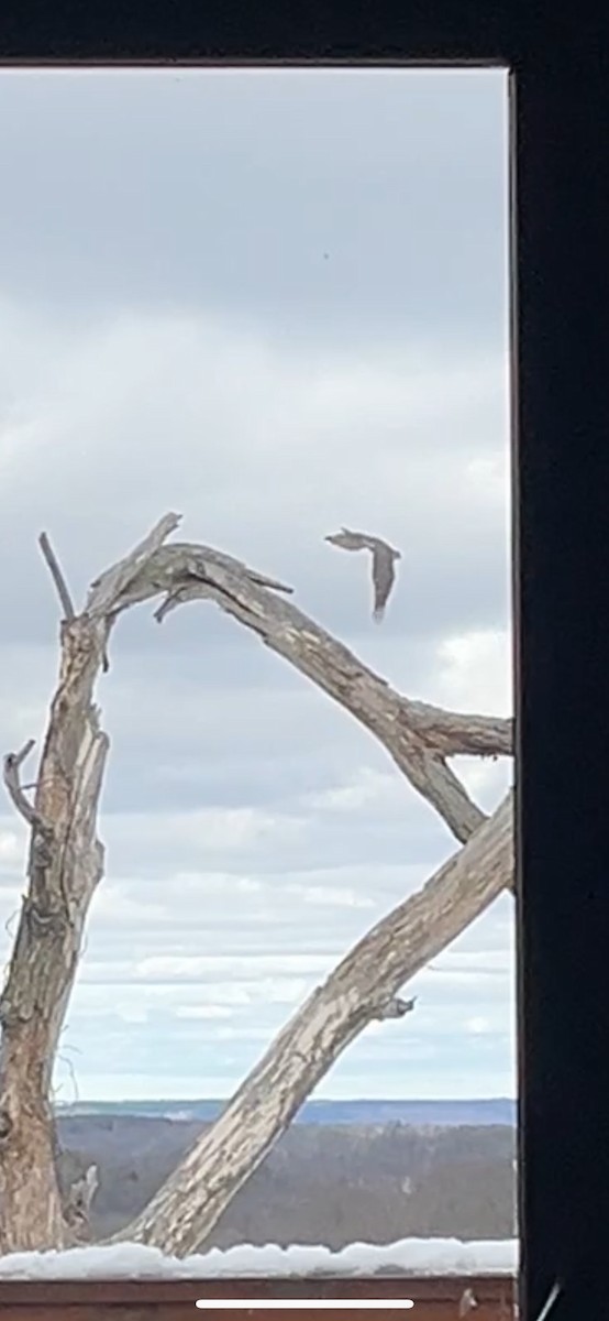 Esmerejón - ML652747635